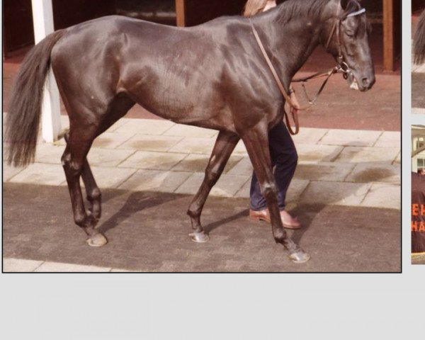 stallion Oxalagu xx (Thoroughbred, 1992, from Lagunas xx)