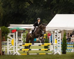 dressage horse Nicko vom Schäferhof (German Riding Pony, 2010, from New Classico)