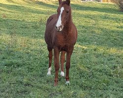 broodmare Grande (German Riding Pony, 1997, from Pharao N)