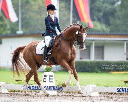 dressage horse Quaterboy T (Oldenburg, 2008, from Quaterback)