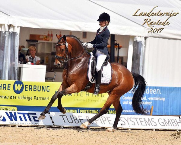dressage horse Albus T (Oldenburg, 2014, from Antango du Feuillard)