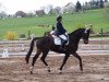 jumper Fidibus 93 (German Warmblood, 2008, from Findus)