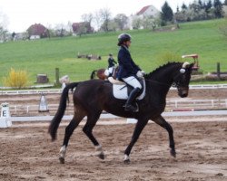 jumper Fidibus 93 (German Warmblood, 2008, from Findus)