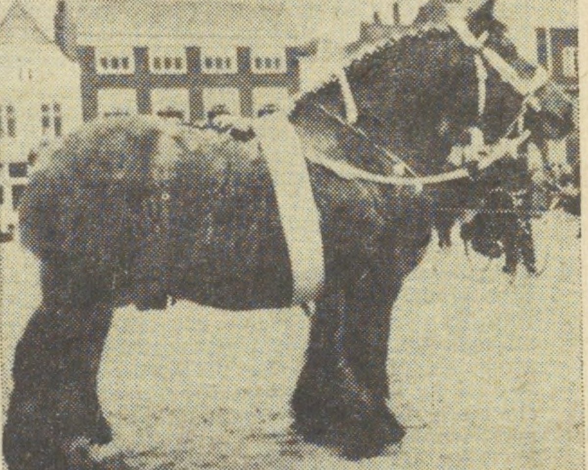 Deckhengst Gambo van de Liter (Niederländisches Kaltblut, 1954, von Nico van 't Zwartewater)