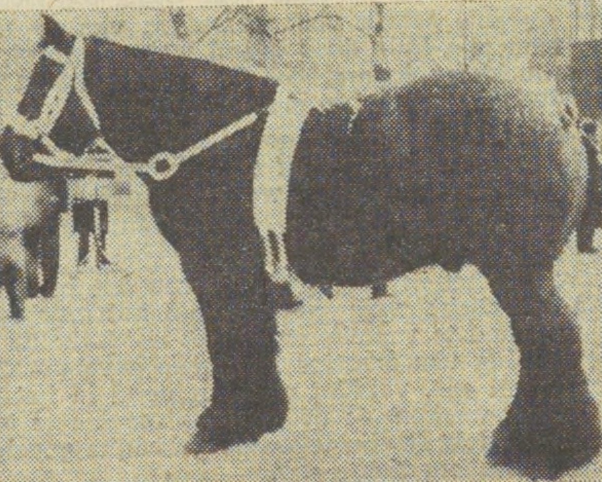 horse Jan van de Zijpersluis (Dutch Heavy Draft, 1956, from Carlo van de Melo)