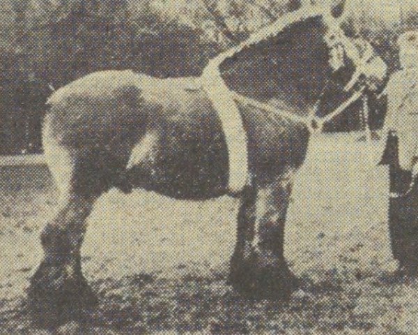 horse André van Hebingshof (Dutch Heavy Draft, 1957, from Carlo van Melo)