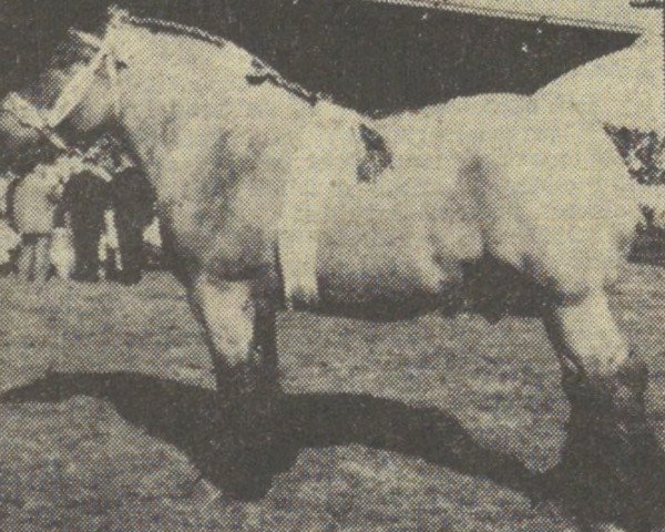 Pferd Bruno van 't Hof (Niederländisches Kaltblut, 1954, von Nico van Beek)