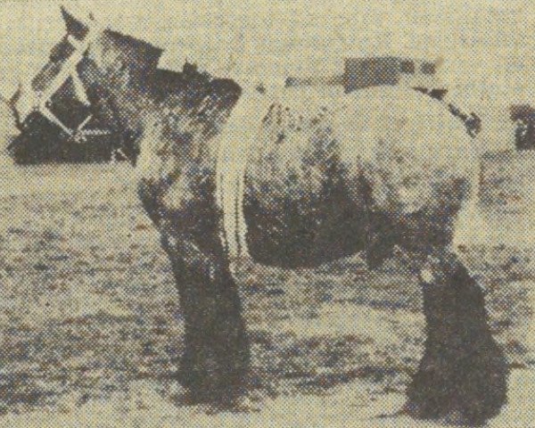 stallion Joel van Zandberg (Dutch Heavy Draft, 1956, from Senateur d'Amice)