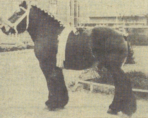 Pferd Léon van Overen (Niederländisches Kaltblut, 1957, von Costaud de Marche)
