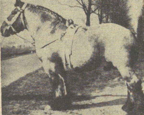 stallion Favori van Moerkapelle (Dutch Heavy Draft, 1957, from Costaud de Marche)