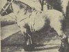 stallion Favori van Moerkapelle (Dutch Heavy Draft, 1957, from Costaud de Marche)