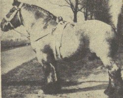 stallion Favori van Moerkapelle (Dutch Heavy Draft, 1957, from Costaud de Marche)