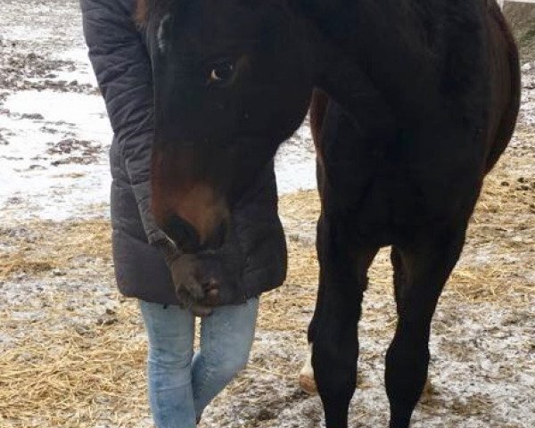 dressage horse Skywalker (Austrian Warmblood, 2017, from Swarovski)