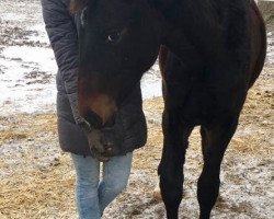 Pferd Skywalker (Österreichisches Warmblut, 2017, von Swarovski)