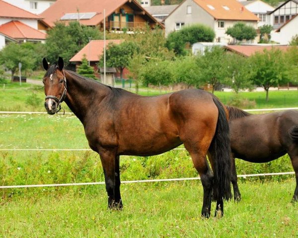 broodmare Donnerdoria (Rhinelander, 1999, from Donnerschlag)