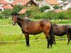 broodmare Donnerdoria (Rhinelander, 1999, from Donnerschlag)