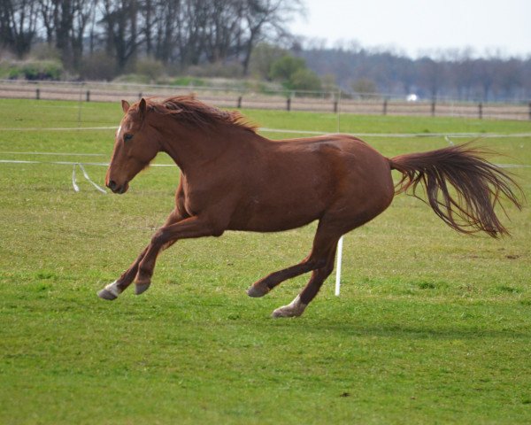 Springpferd Desperado (KWPN (Niederländisches Warmblut), 2008, von Silverstone)