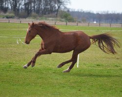 jumper Desperado (KWPN (Royal Dutch Sporthorse), 2008, from Silverstone)