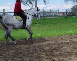 dressage horse Romantico (German Warmblood, 2005, from Per Libre)