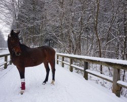 Springpferd Karlchen (Württemberger, 2004, von Candillo Z)