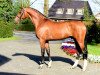 stallion Denver (Holsteiner, 2014, from Dinken)