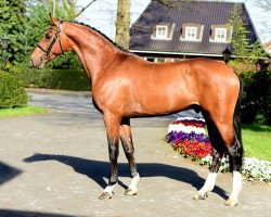 stallion Denver (Holsteiner, 2014, from Dinken)