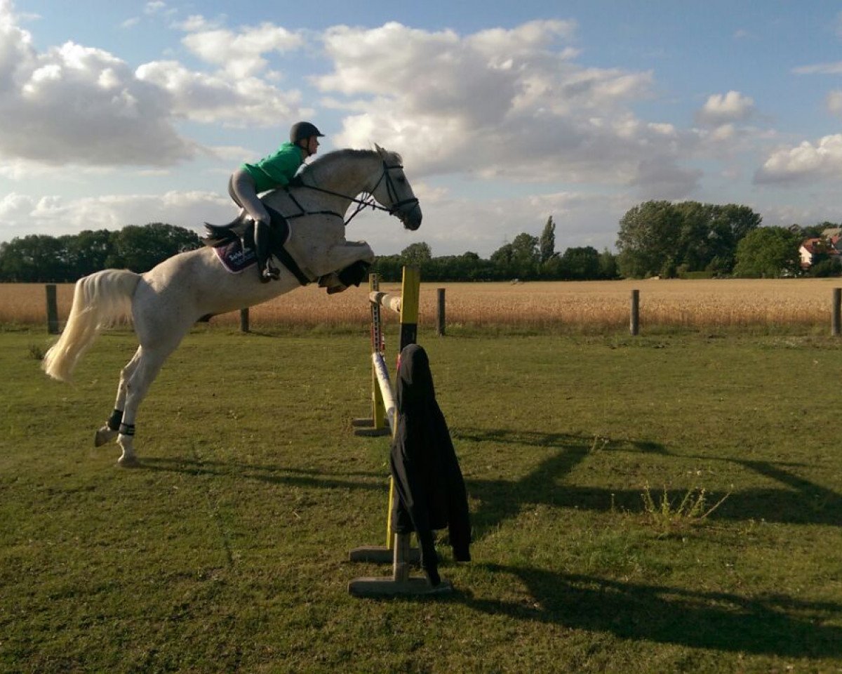 Springpferd Dr. Jump (Deutsches Sportpferd, 2003, von Drosselbart)