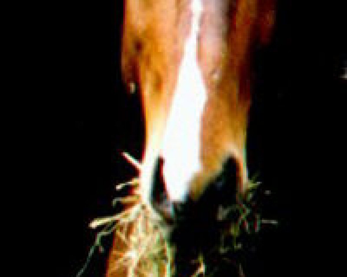 horse Asterix (Knabstrupper, 1995, from Alive)