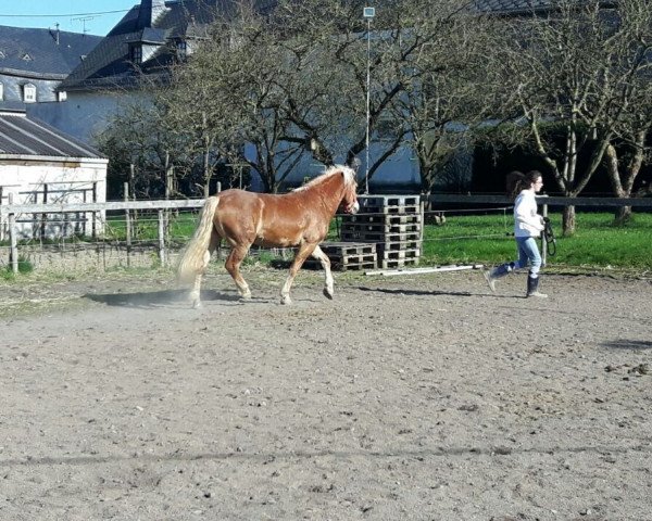 broodmare Naema (unknown, 2004, from Nokia)