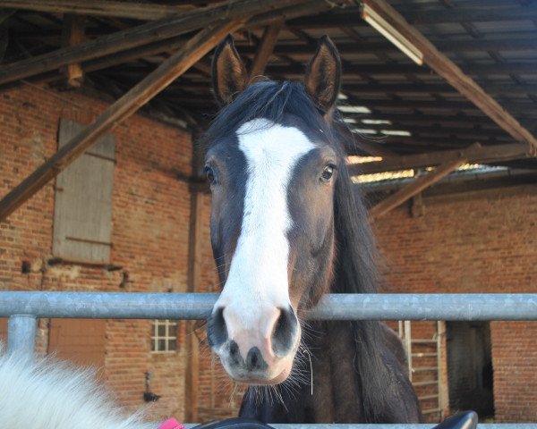 jumper Lumpilou (German Sport Horse, 2015, from Limbothello B)