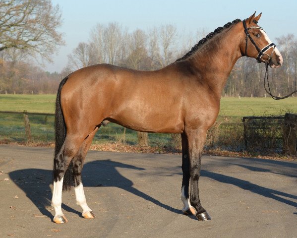 dressage horse Zoom (Hanoverian, 2014, from Zack)