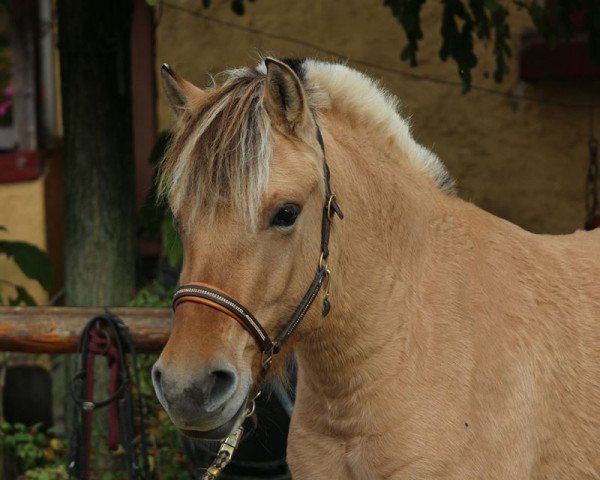 horse Sherry (Fjord Horse, 2013, from Irving)