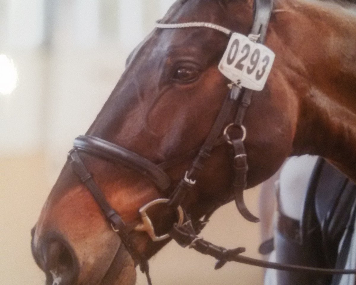 Dressurpferd Pablo Picasso 108 (Westfale, 2005, von Pacco II)