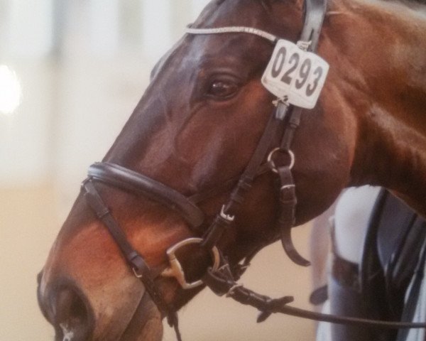 dressage horse Pablo Picasso 108 (Westphalian, 2005, from Pacco II)