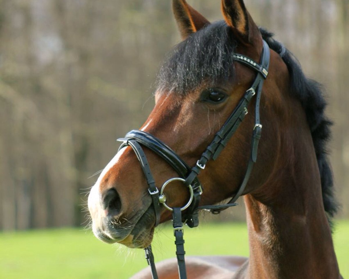 Springpferd Ascalon 47 (Westfale, 2011, von Acordplus)