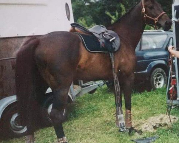 Pferd Loureen 2 (Holsteiner, 1992, von Loutano)