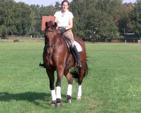 horse Good Fella (Hanoverian, 1995, from Gralswaechter)