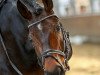 dressage horse Royal Rubinio 2 (Hanoverian, 2006, from Riverside)