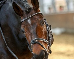 dressage horse Royal Rubinio 2 (Hanoverian, 2006, from Riverside)