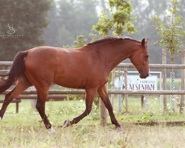 broodmare Sucette 3 (Oldenburg, 2006, from Stedinger)