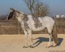 dressage horse Remington Grey (Hanoverian, 2003, from Rotspon)