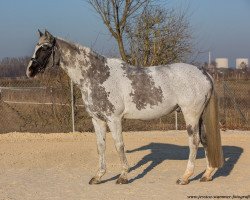 Dressurpferd Remington Grey (Hannoveraner, 2003, von Rotspon)