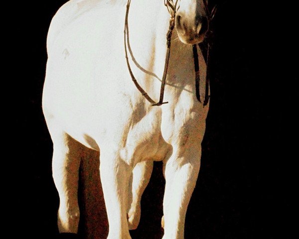 dressage horse Caruso 299 (Württemberger, 2000, from Campostello)