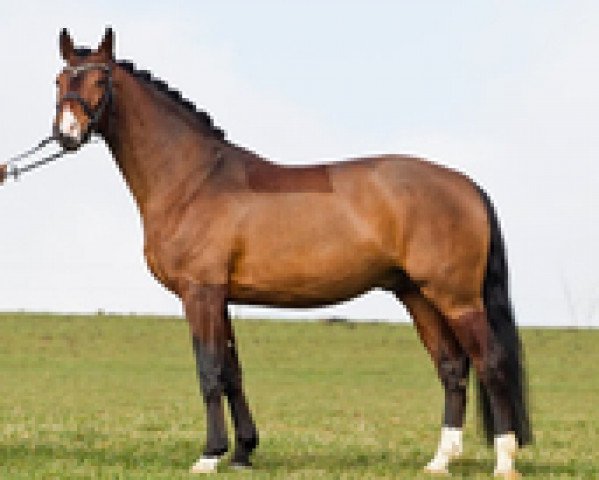 stallion Monte Bellino (Bavarian, 2006, from Monte Bellini)
