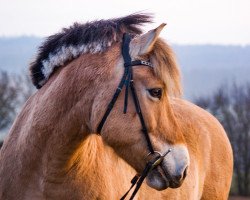 Pferd Bas (Fjordpferd, 2005, von Rex I-84)