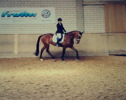 dressage horse Bella Mi 3 (Hanoverian, 2011, from Bonifatius)