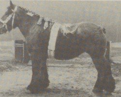 horse Ellenoor van de Schorerpolder (Dutch Heavy Draft,  , from Gamin van Begijnenhof)