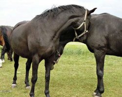 broodmare Gina (Lewitzer, 1998, from Graf Grannus)