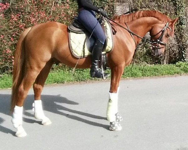 dressage horse Bodethal's Nickoletto (German Riding Pony, 2013, from Speyksbosch Nelson)