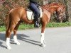 dressage horse Bodethal's Nickoletto (German Riding Pony, 2013, from Speyksbosch Nelson)